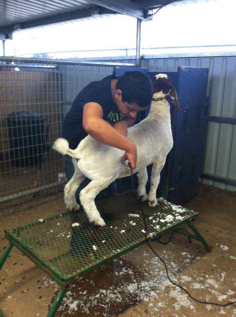 Animal Projects Help Teach Responsibility