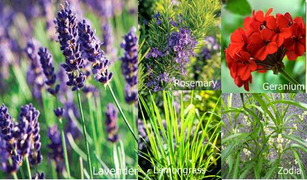 An easy and natural way to keeping insects like mosquitoes away is planting specific plants that ward them off such as lavender, lemongrass, and/or rosemary.