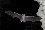 Bat With Rabies Found at McNeil