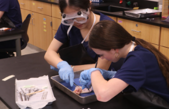 Anatomy and Physiology Chicken Wing Dissection