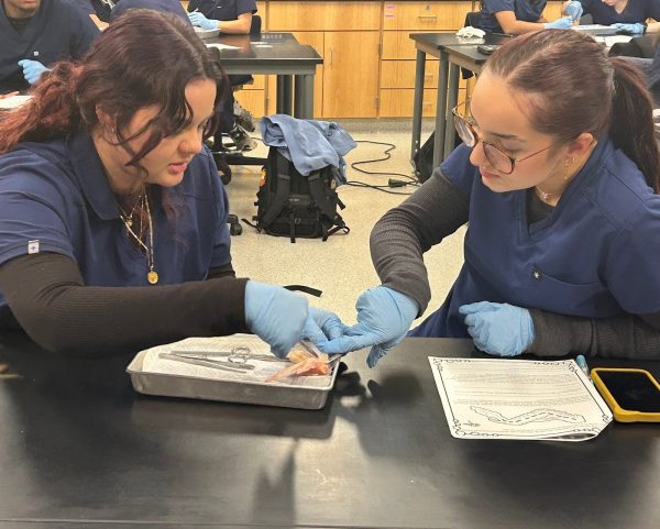 Senior Sofia Blue and senior Chloe Cifreo performing dissection on a chicken wing.