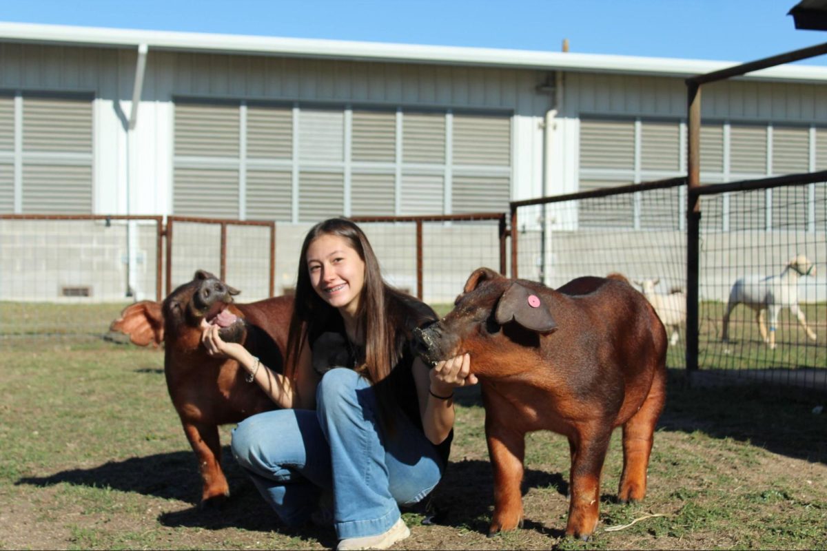 Senior Kaylie Escobar posing with her two red pigs. " I joined FFA  because I love animals, I have always enjoyed learning about them and I thought FFA would fit me best." Image via Meagan Crandall